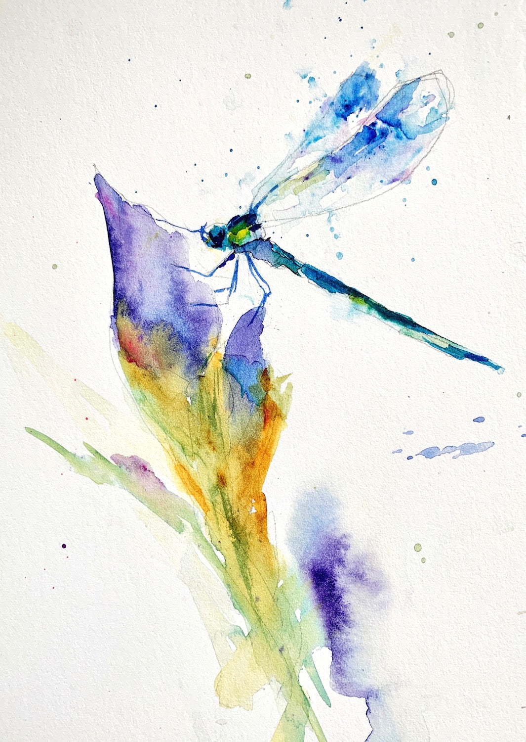 blue_dragonfly33  Dragonfly photos, Dragonfly images, Watercolor dragonfly